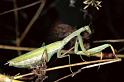 Mantis_religiosa_P1254_Z_80_Les Gris_Frankrijk
